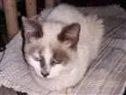 Gato raça Siamês  idade 2 a 6 meses nome Mimi