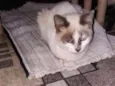 Mimi