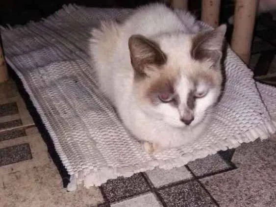 Gato ra a Siamês  idade 2 a 6 meses nome Mimi