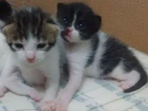 Gato raça Vira lata idade Abaixo de 2 meses nome Não tem ainda