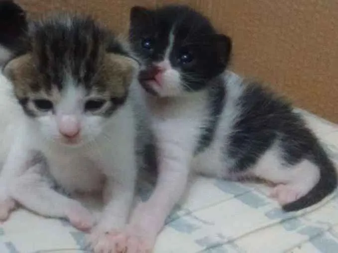 Gato ra a Vira lata idade Abaixo de 2 meses nome Não tem ainda