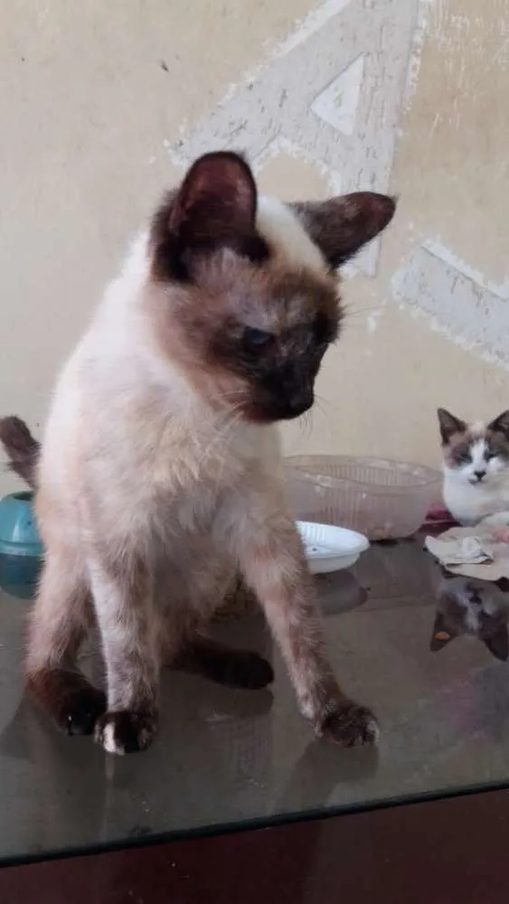 Gato ra a Siamês  idade 2 a 6 meses nome Atrivida 