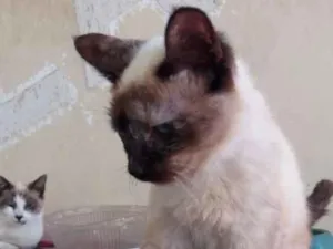 Gato raça Siamês  idade 2 a 6 meses nome Atrivida 