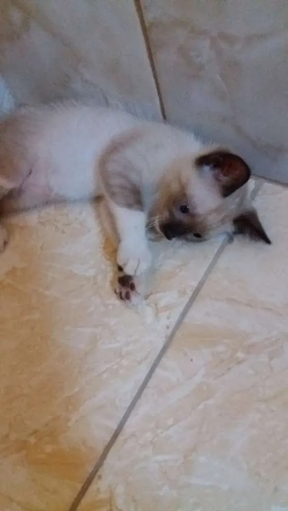 Gato ra a Siamês  idade 2 a 6 meses nome Bob