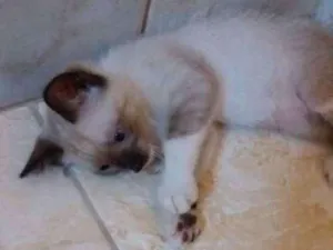 Gato raça Siamês  idade 2 a 6 meses nome Bob