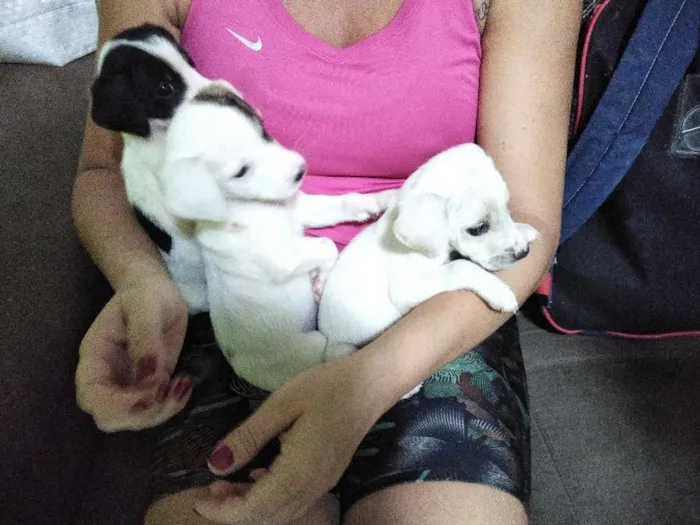 Cachorro raça vira lata idade Abaixo de 2 meses nome ainda sem nome