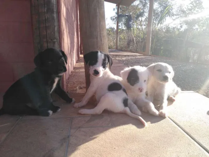Cachorro raça vira lata idade Abaixo de 2 meses nome ainda sem nome