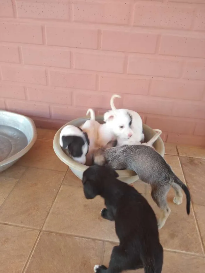 Cachorro raça vira lata idade Abaixo de 2 meses nome ainda sem nome