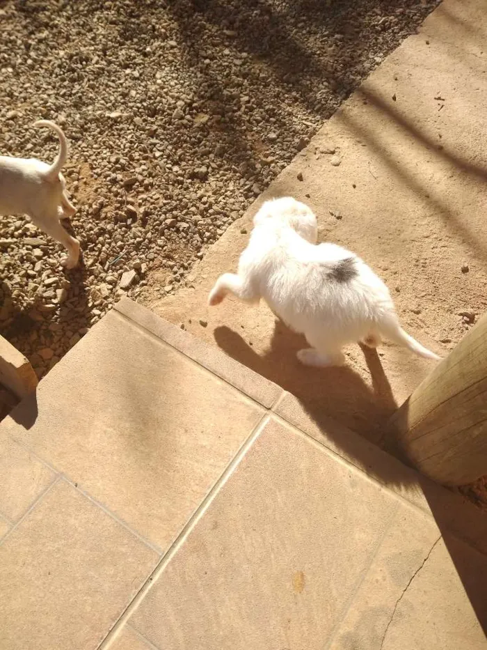 Cachorro raça vira lata idade Abaixo de 2 meses nome ainda sem nome