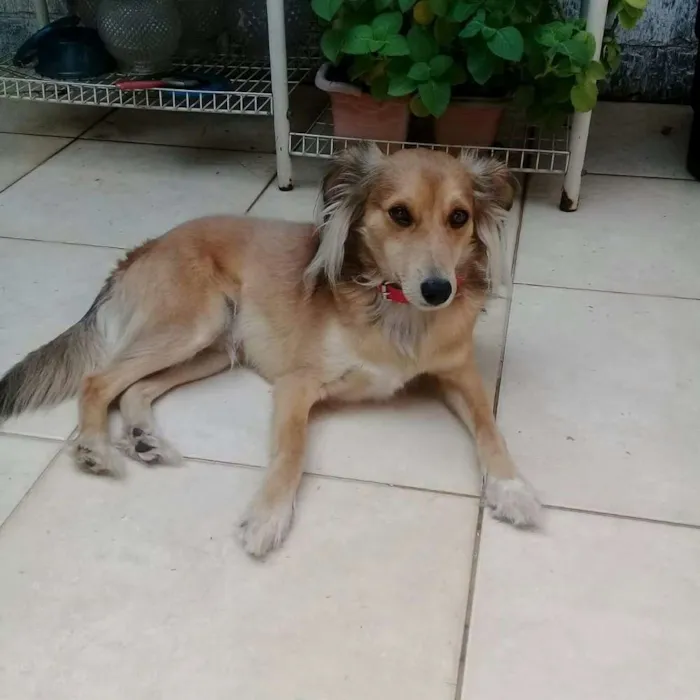 Cachorro ra a SRD idade 2 anos nome Paçoca