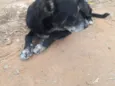 Neguinho