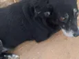 Neguinho