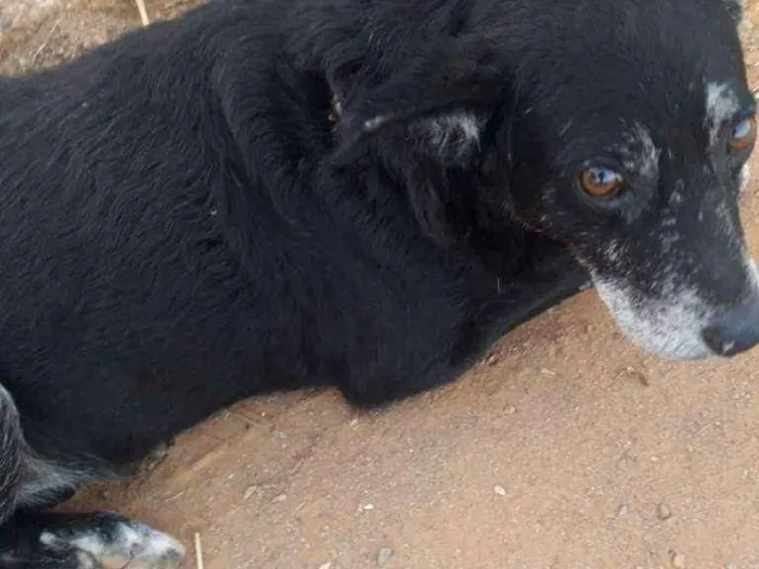 Cachorro ra a Sem raça definida idade 6 ou mais anos nome Neguinho
