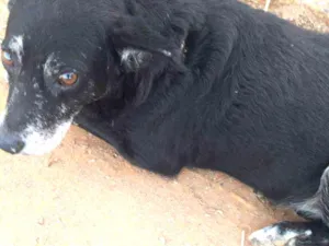 Cachorro raça Sem raça definida idade 6 ou mais anos nome Neguinho