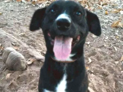 Cachorro raça Srd idade 2 anos nome Ralf