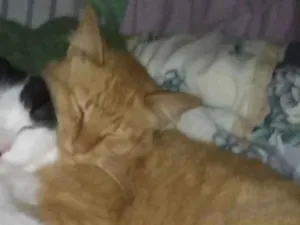 Gato raça Srd idade 4 anos nome Kulu