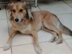 Cachorro raça SRD idade 2 anos nome Paçoca