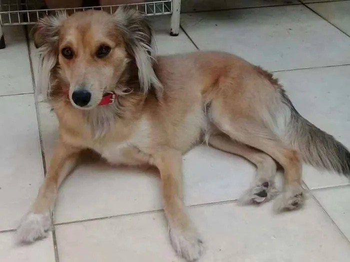 Cachorro ra a SRD idade 2 anos nome Paçoca