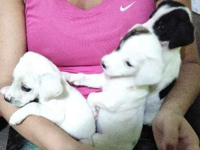 Cachorro raça vira lata idade Abaixo de 2 meses nome ainda sem nome