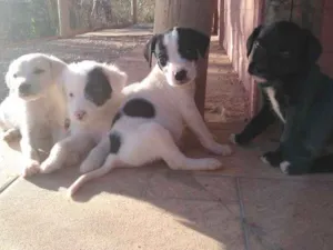 Cachorro raça vira lata idade Abaixo de 2 meses nome ainda sem nome