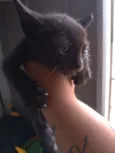 Boris
