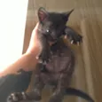 Boris