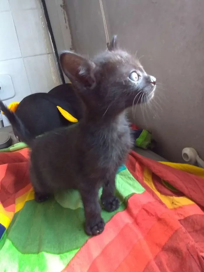 Gato ra a SRD idade 2 a 6 meses nome Boris