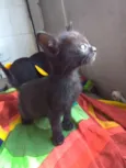 Boris