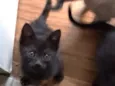 Boris