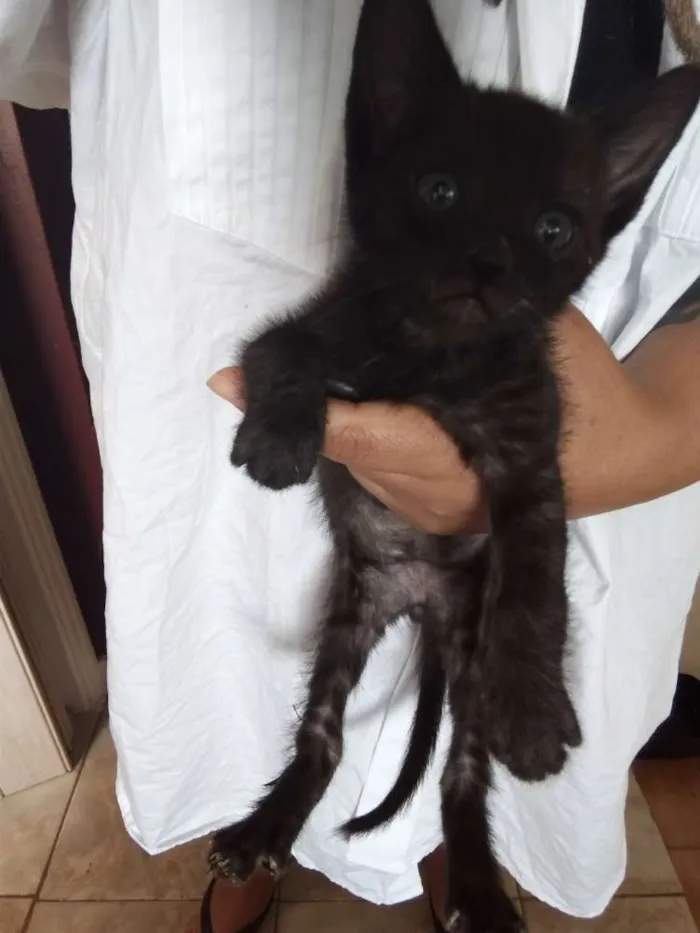 Gato ra a SRD idade 2 a 6 meses nome Boris