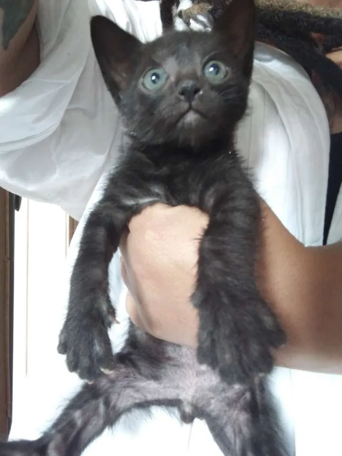 Gato ra a SRD idade 2 a 6 meses nome Boris