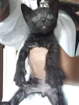 Boris