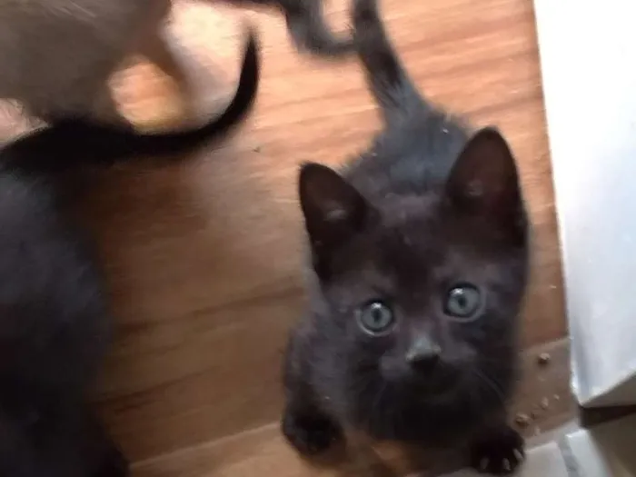 Gato ra a SRD idade 2 a 6 meses nome Boris