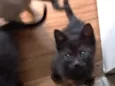 Boris