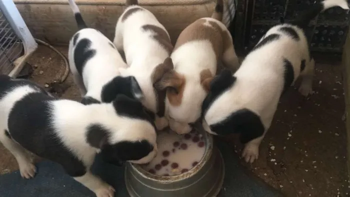 Cachorro raça Vira lata idade Abaixo de 2 meses nome Não tem 