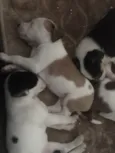 Não tem 