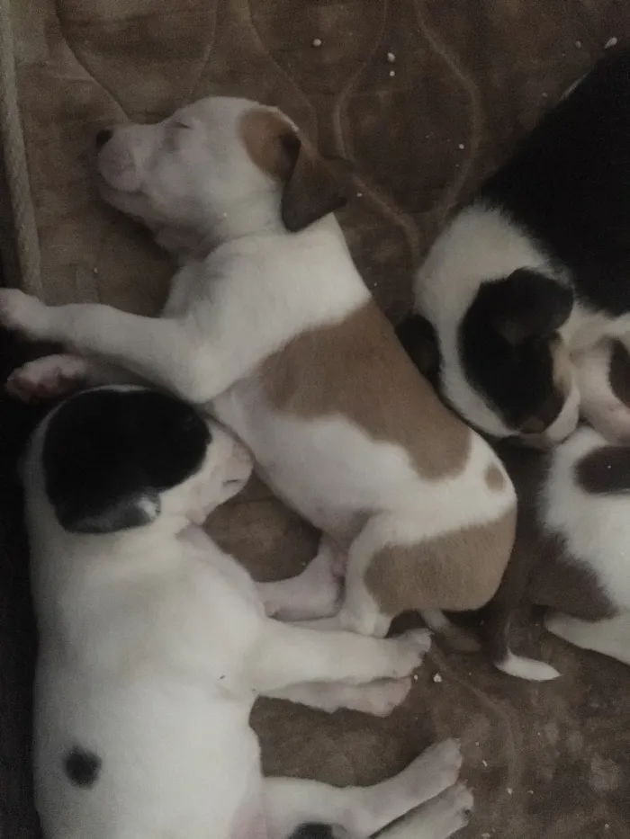 Cachorro raça Vira lata idade Abaixo de 2 meses nome Não tem 