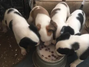 Cachorro raça Vira lata idade Abaixo de 2 meses nome Não tem 