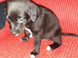 Cachorro raça Labrador idade Abaixo de 2 meses nome Bella