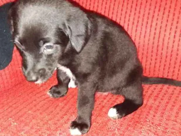 Cachorro ra a Labrador idade Abaixo de 2 meses nome Bella