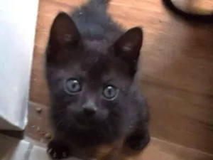 Gato raça SRD idade 2 a 6 meses nome Boris