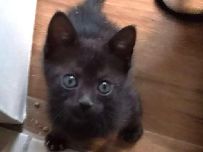 Gato ra a SRD idade 2 a 6 meses nome Boris