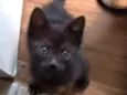 Boris