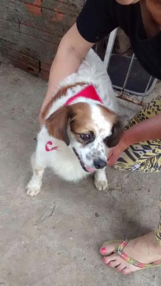 Cachorro ra a  idade 6 ou mais anos nome Teco