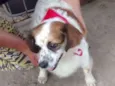Teco