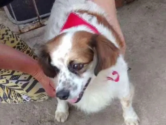 Cachorro ra a  idade 6 ou mais anos nome Teco