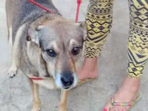 Cachorro raça  idade 6 ou mais anos nome Nina 