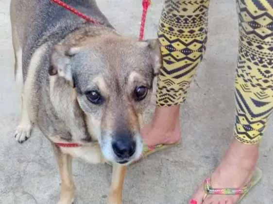 Cachorro ra a  idade 6 ou mais anos nome Nina 