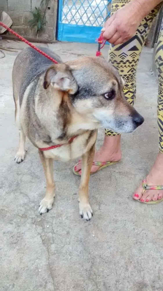 Cachorro ra a  idade 6 ou mais anos nome Nina 