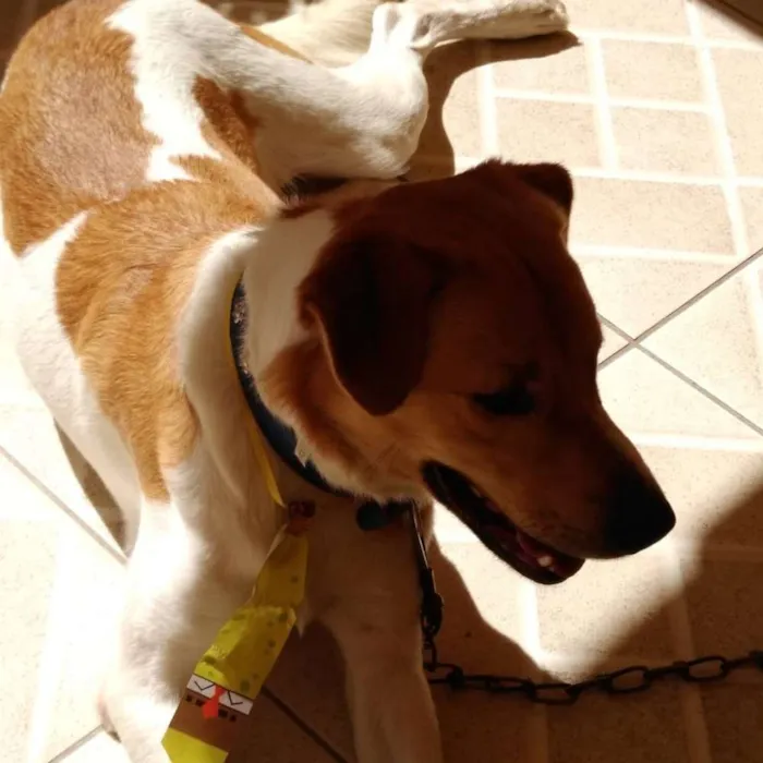 Cachorro ra a RND idade 1 ano nome Paçoca